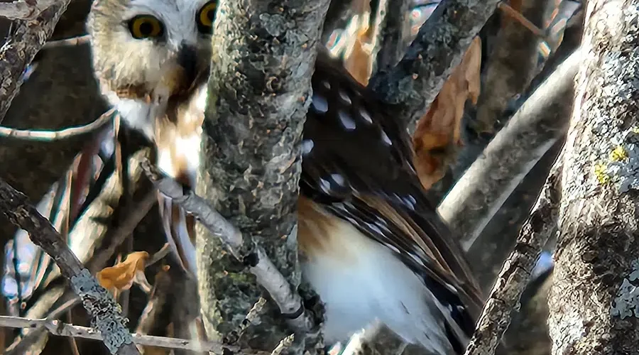 Whoooo’s Taking My Picture?