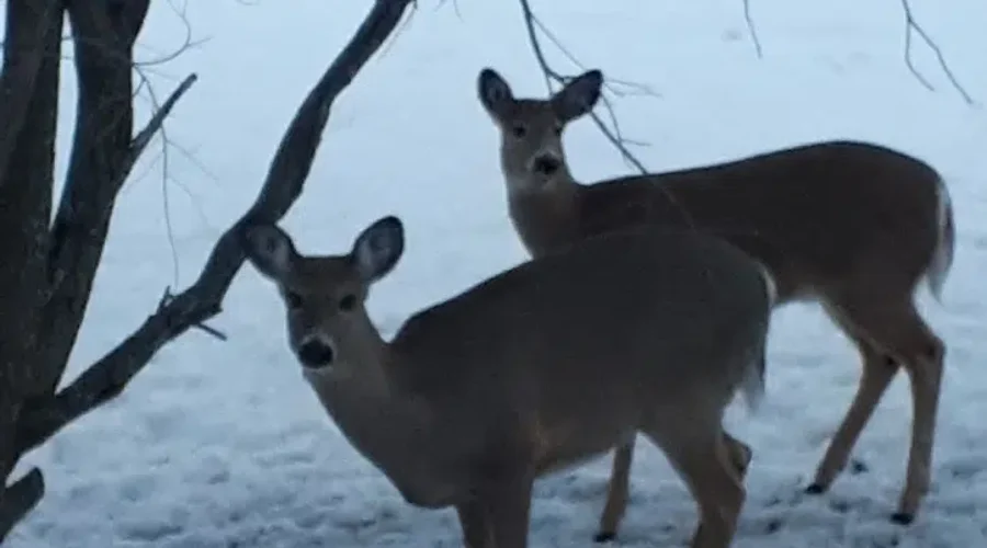 Deer During The Last Days Of Winter Weather