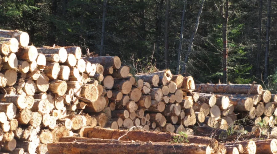 Wood auction nets County almost $1.2 million