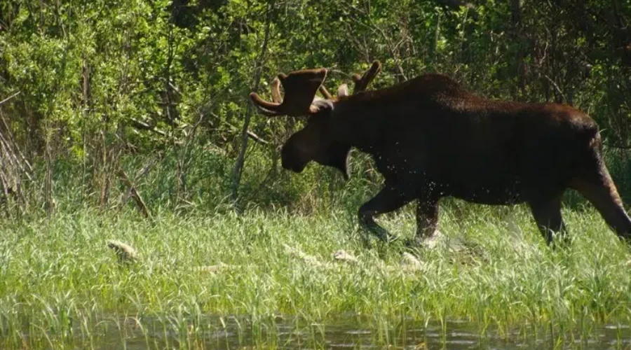 Hunter handed $7,000 fine for shooting, abandoning moose