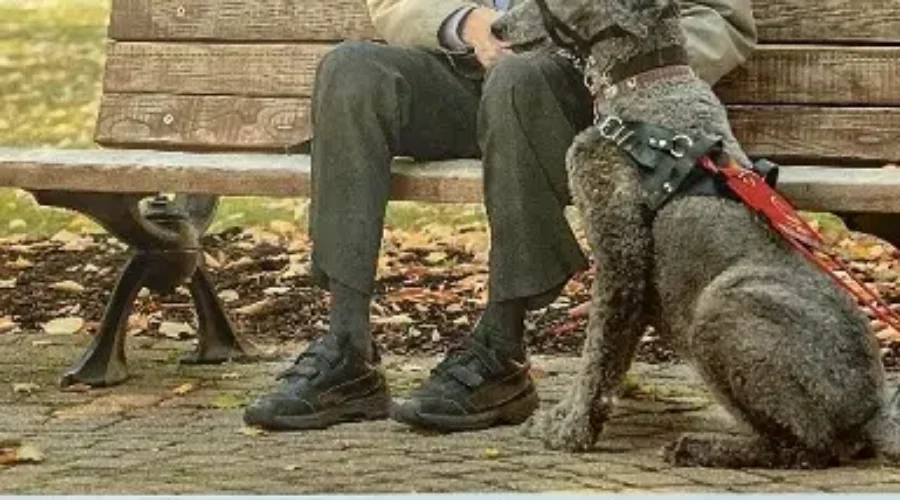 The Voyageur Lions Club – Pet Valu Walk for Dog Guides – Allison Dresen Interview