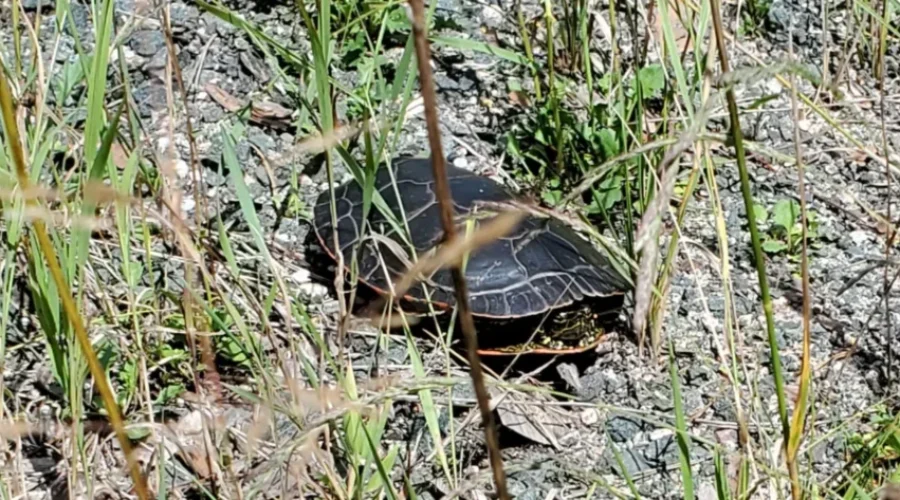 Injured turtle needs a ride
