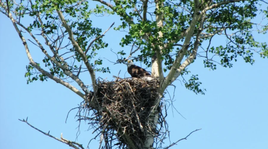 Park reopens campsites