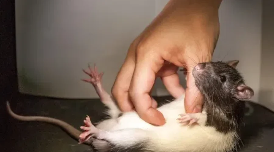 Rats Laugh When They’re Tickled!