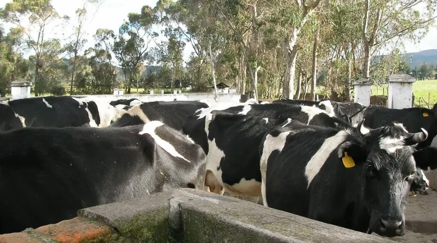 More dairy farmers wanted