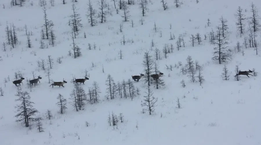 Ontario unveils new Caribou Conservation Program