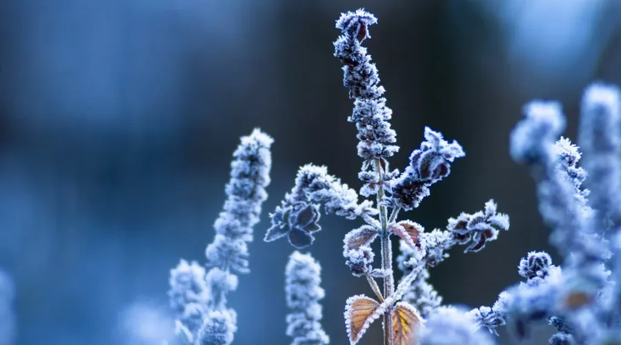 Extreme cold warnings in place as deep freeze sets in