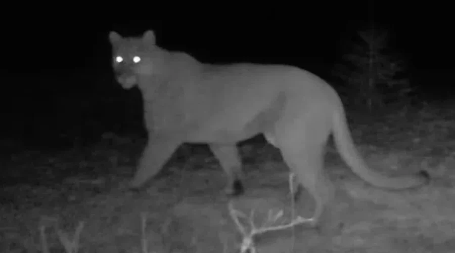 Mountain Lions In Northwestern Ontario!