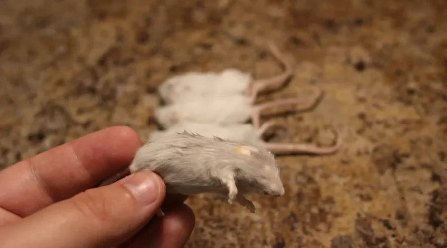 Salmonella outbreaks linked to snakes, feeder rodents