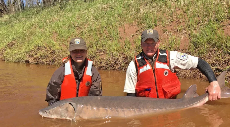 Sturgeon stays off endangered species list in U.S.