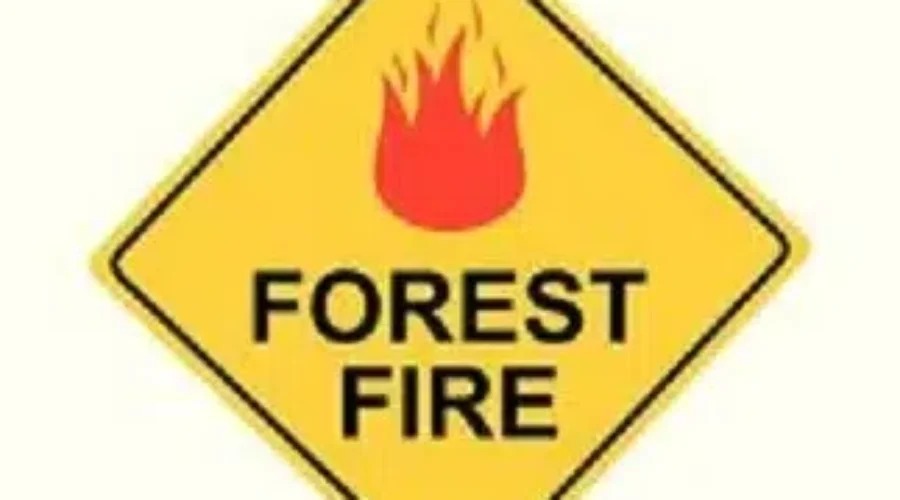 Latest Forest Fire Information