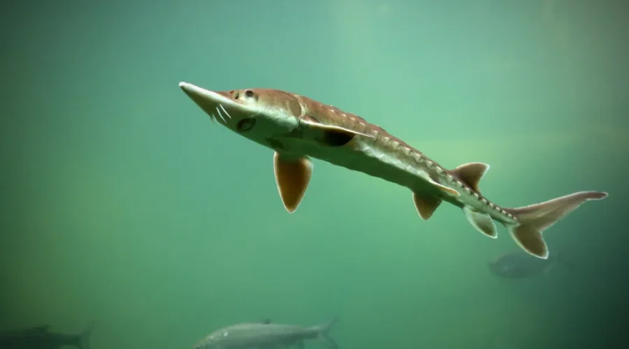 56 inch sturgeon longest at Birchdale tournament