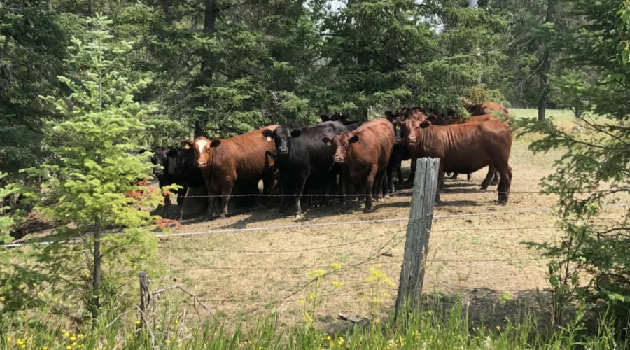 Area business get support from Heritage Fund