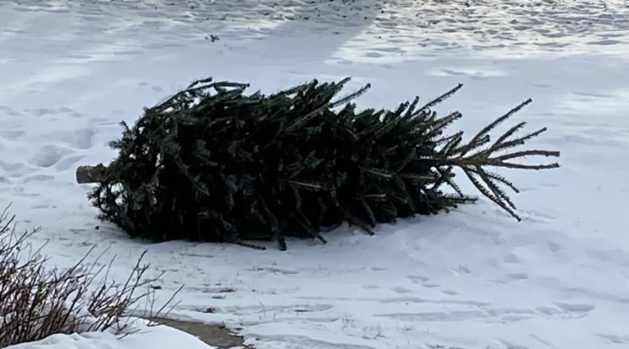 Christmas tree drop-off available Saturday