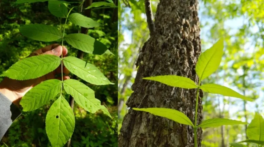 Invasive Species Centre launches new project to protect ash trees