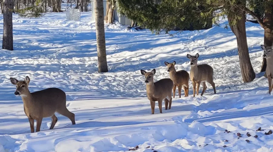 Deer In The Snow