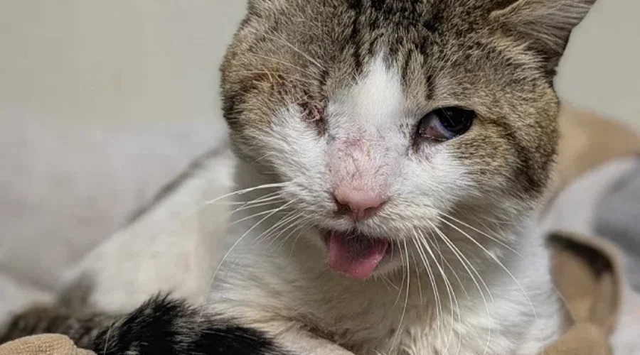Northern Ontario Community Steps Up To Save Injured Stray Cat
