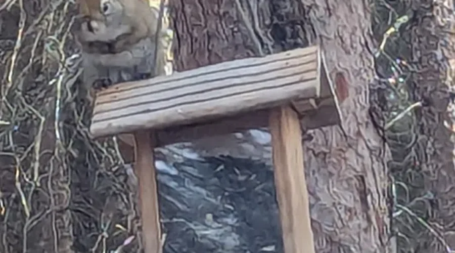 Bird Feeders Aren’t JUST For The Birds