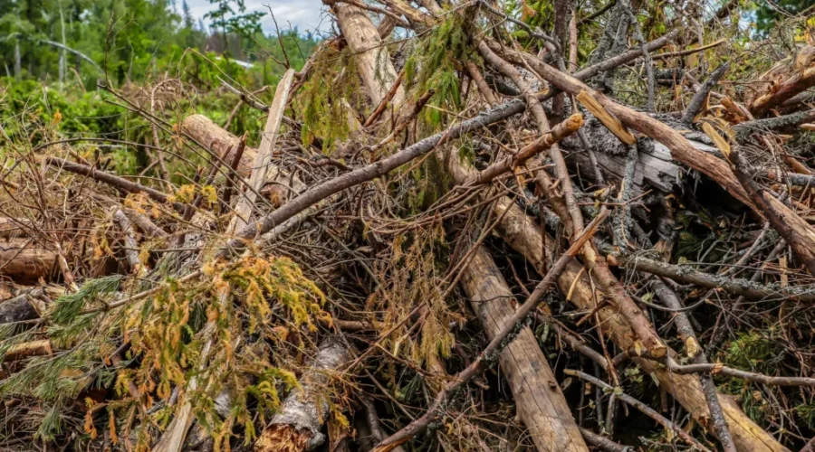 Bio-refinery to receive wood fibre