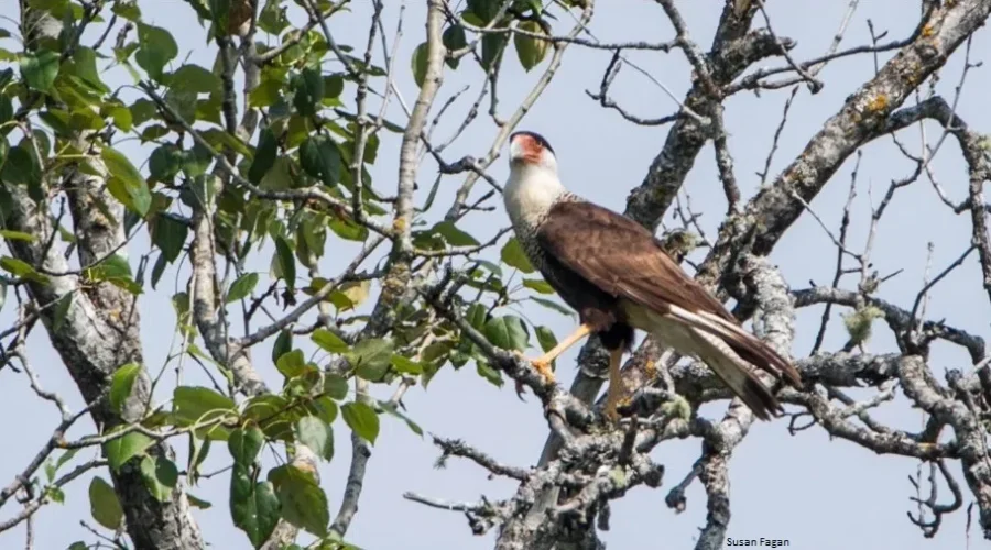 Exotic Bird Visits The Region For The First Time In Over A Century