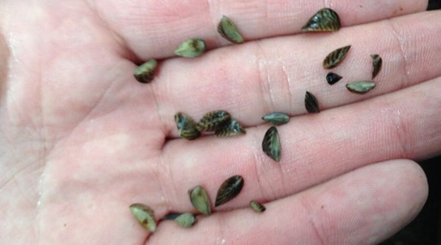 Border waters identified as zebra mussel infested