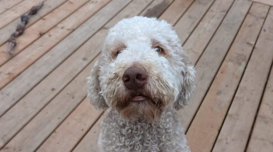 Living with halitosis