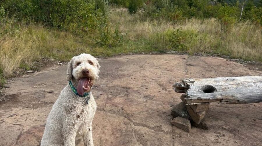 The magic (and consequences) of a bush walk