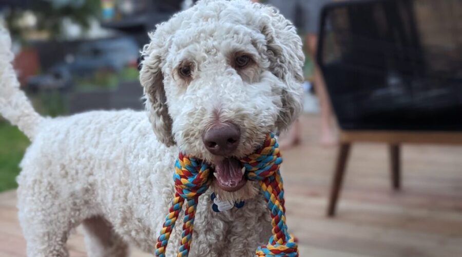 From rags to riches: my Mack-story