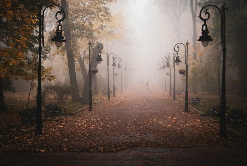 a foggy path in a park with lots of trees