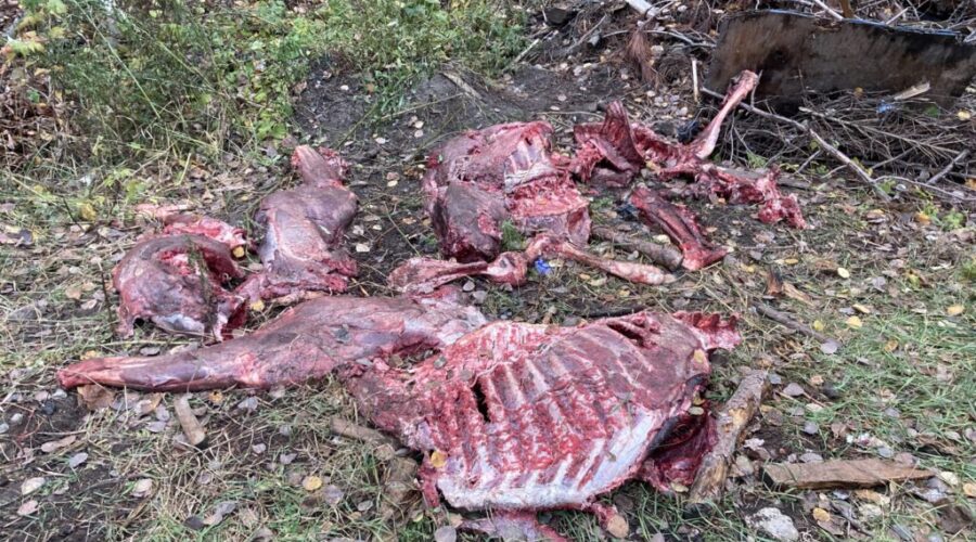 MNR investigates dumping of moose meat