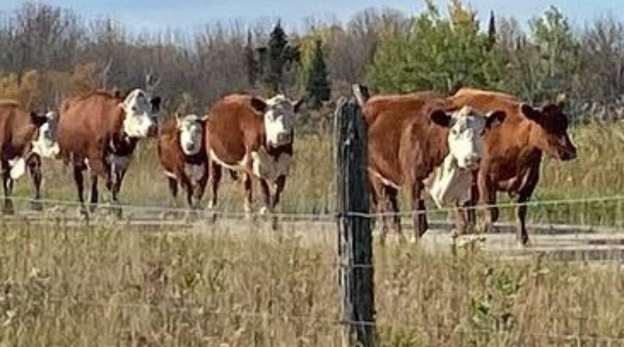 Tell Me Something Good: Cornell Farms win award