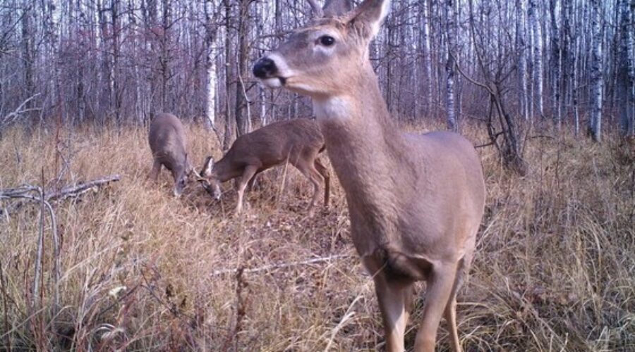 International Falls council delay final decision on deer feeding ban.