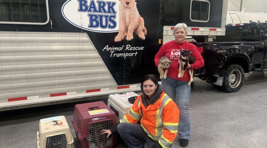 Bark Bus sends foster animals south for adoption