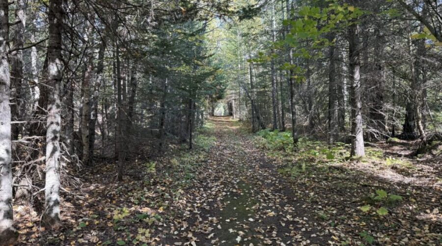 Lakehead project studying forest drought earns provincial grant