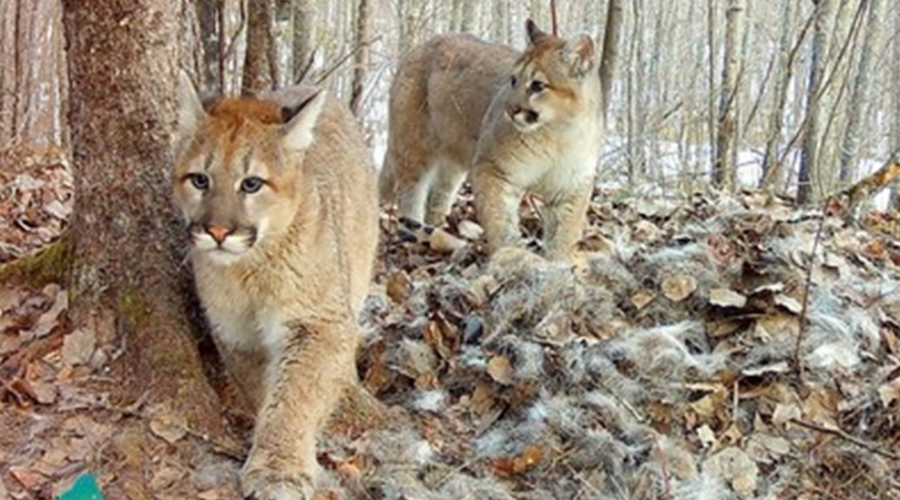 A rare cougar siting in northern Minnesota