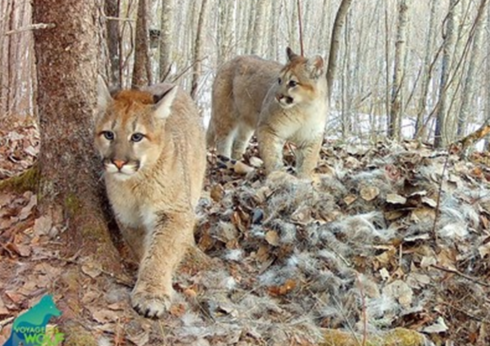 A rare cougar siting in northern Minnesota